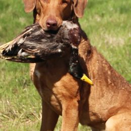 Chesapeake Bay Retrievers from Whispering Oak Chesapeakes