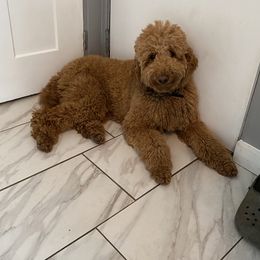 Lucy  - Poodle