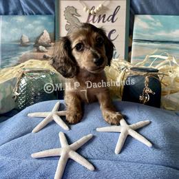Dachshund Puppies from M.H.P Dachshunds