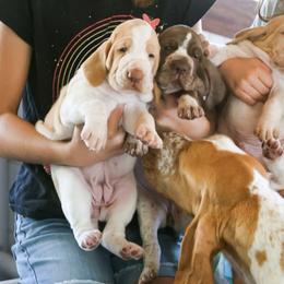 Bracco Italiano puppies from HighBrassGunDogs