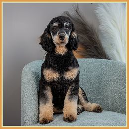 Nador - Black and tan male Cockapoo puppy in Connersville, Indiana from Deaz Doodle Ranch