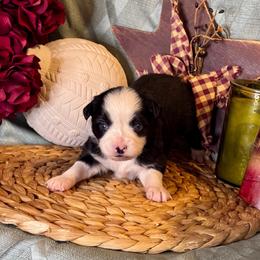 Hermione - Black & white female Toy Australian Shepherd puppy in California from Eagle River Aussies