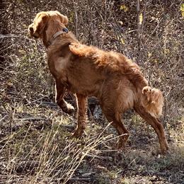Golden Retrievers from Saint Florian's Golden Retrievers