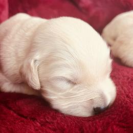 Nugget - Light golden male Golden Retriever puppy in Blackfoot, Idaho from Ivy’s Goldens