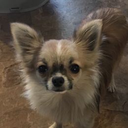 Ash - Chihuahua