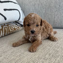Ozzy - Apricot male Poodle puppy in Queen Creek, Arizona from Prestigious Toy Poodles