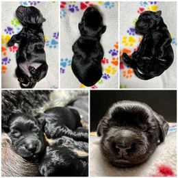 Goldendoodle and Poodle Puppies from SnickerDoodlePups