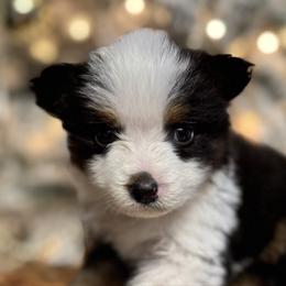 Holly - Black tri female Miniature American Shepherd puppy in Ash Grove, Missouri from 3 Barrels Farms, LLC
