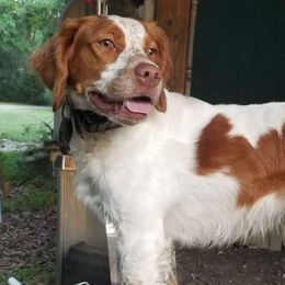 Brittanys from Battery Creek Kennel
