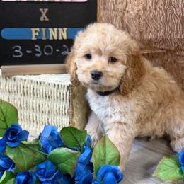 Wendy B2 - Buff male Cockapoo puppy in Haines City, Florida from Camic Cockapoos