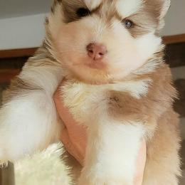 Siberian Husky Puppies from Delta Huskies