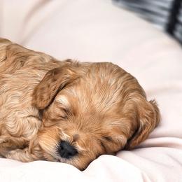 Barbie (Pink) - Cream female Cavapoo puppy in Georgetown, Texas from Mc Doodles of Texas LLC