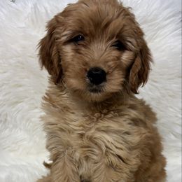 Girl 26 - Apricot female Goldendoodle puppy in West Point, Iowa from Circle A Mini Goldendoodles and Mini Bernedoodles