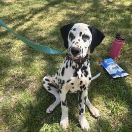 Arlo - White and black male Dalmatian puppy in Demorest, Georgia from Dixon Dalmatians