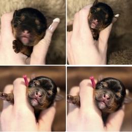Little Daisy May - Black and tan female Yorkshire Terrier puppy in Hope, Indiana from DJ Yorkies