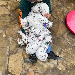 Dalmatian Puppies from 5 Alarm LUA Dalmatians