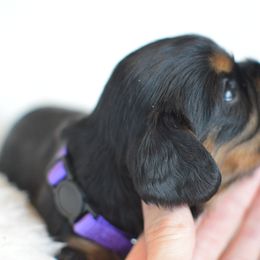 Cavalier King Charles Spaniel Puppies from Diamond Rose Cavalier LLC
