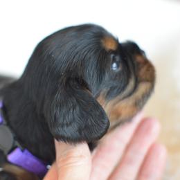 Cavalier King Charles Spaniel Puppies from Diamond Rose Cavalier LLC