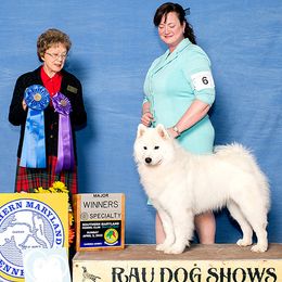 Samoyeds from Krystal Zima Samoyeds