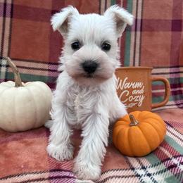 Olivia - White female Miniature Schnauzer puppy in Hedgesville, West Virginia from Clay Hill Kennels
