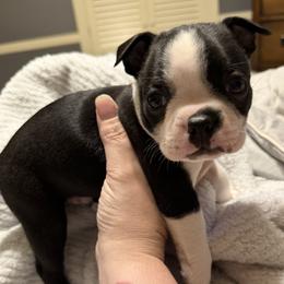 Eisenhower - Black and white male Boston Terrier puppy in Warwick, Rhode Island from Mad Bossies