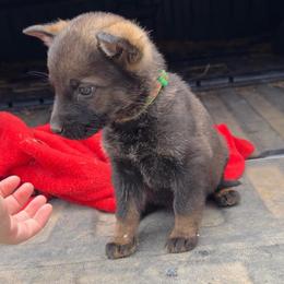 Gopher - Sable male German Shepherd puppy in Livingston, Kentucky from Illyria Dox & GSD