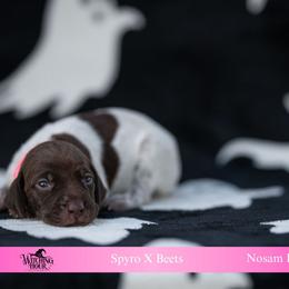 Salem (please fill out an application if interested) - Liver roan female German Shorthaired Pointer puppy in Greensburg, Kentucky from Nosam Kennels- Hungarian Vizslas, and German Shorthairs Located in Kentucky