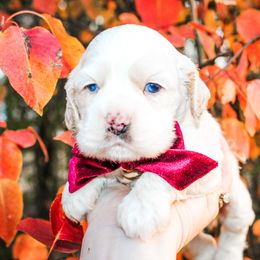 Shilo - Buff and white male Cocker Spaniel puppy in Rattan, Oklahoma from Double M Cocker Spaniels