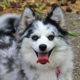 Kimber - Pomsky