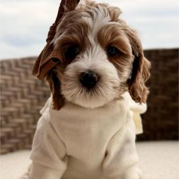 Jessie - Red  female Goldendoodle puppy in Blanchard, Oklahoma from Dream Doodles by Dondi