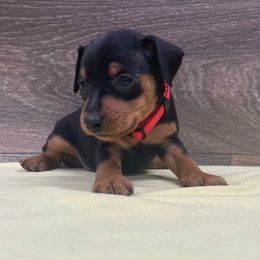 Boy 2 - Black and rust male Miniature Pinscher puppy in Lancaster, Missouri from White Stone Ranch