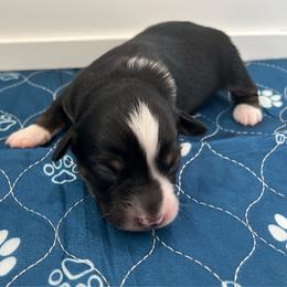 Nova - Black tri-color female Australian Shepherd puppy in Waxahachie, Texas from Volks Aussies