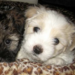 Coton de Tulear Puppies from Windy City Coton