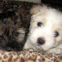 Coton de Tulear Puppies from Windy City Coton