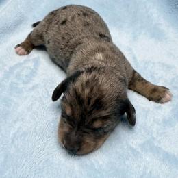 Chase - Dapple male Dachshund puppy in Wellford, South Carolina from Crowder Doxies