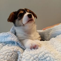 Pembroke Welsh Corgi Puppies from Patrick's Pembroke Welsh Corgis