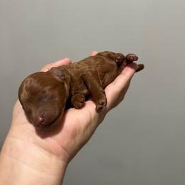 Sassy - Red  female Poodle puppy in Tampa, Florida from The Sweet Life of a Toy Poodle