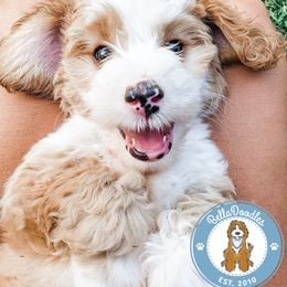 Goldendoodle Puppies from BellaDoodles
