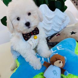 SNUGGLES - White male Maltipoo puppy in Sugar Land, Texas from Celebrity Maltipoos