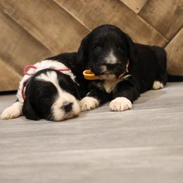 Solid black male with white paws - Black male Goldendoodle puppy in Vallejo, California from Well Rooted Doodles