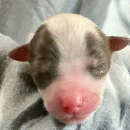 Nalin - Black and white male Companion Cross puppy in Mankato, Minnesota from Niko Terriers