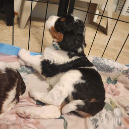 Bernedoodle Puppies from Andrew's Bernedoodles