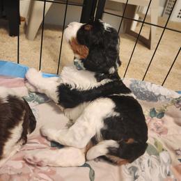 Bernedoodle Puppies from Andrew's Bernedoodles