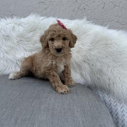 Tina - Apricot female Goldendoodle puppy in Davie, Florida from Daviegoldendoodles