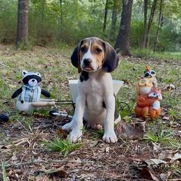 Green boy - Tri-colored male Treeing Walker Coonhound puppy in Lovelady, Texas from 3 Color Kennel