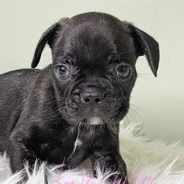 Boy 1 - Brindle and white French Bulldog puppy in Macon, Georgia from OoLaLa Frenchies