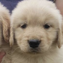 Golden Retrievers from Sugar River Goldens
