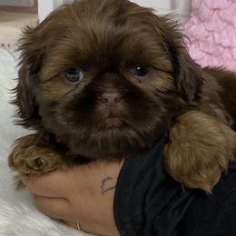 Nic - Chocolate male Shih Tzu puppy in Chico, California from North State Shih tzus