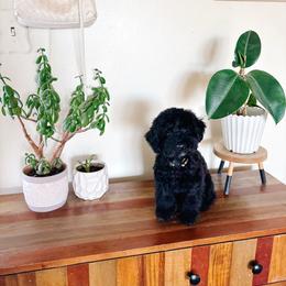 Jet - Black male Poodle puppy in Quakertown, Pennsylvania from Miniature Poodle Stud and Pups