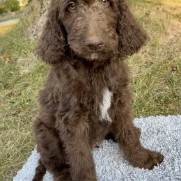 Boy 2 - Goldendoodle puppy in Indian River, Michigan from Sturgeon River Doodles